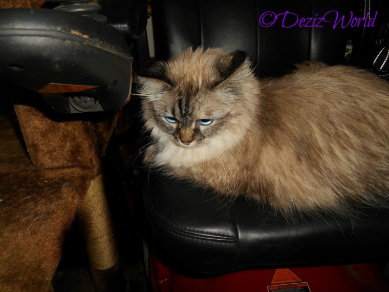 Dezi lays in wheelchair