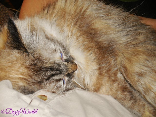 Dezi snuggles in mommys lap