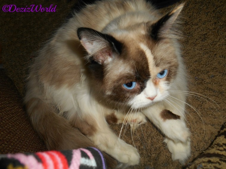 Raena sits at mommys feet and bathes
