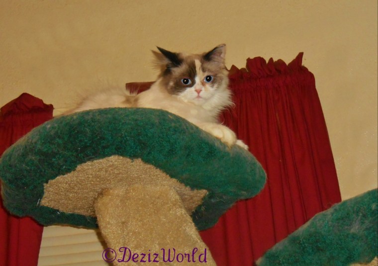 Raena looks out from the top of the Liberty cat tree