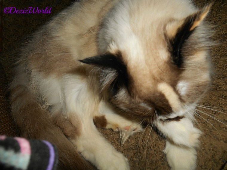 Raena lays at mommys feet and bathes