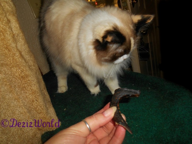 Raena looking at the Evanger's beef heart strip