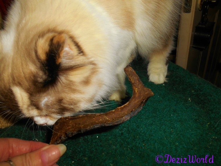 Raena bites the Evanger's beef heart strip