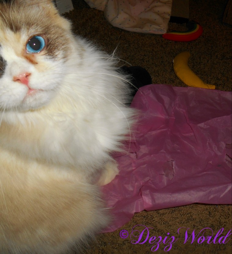 Raena posing for the camera