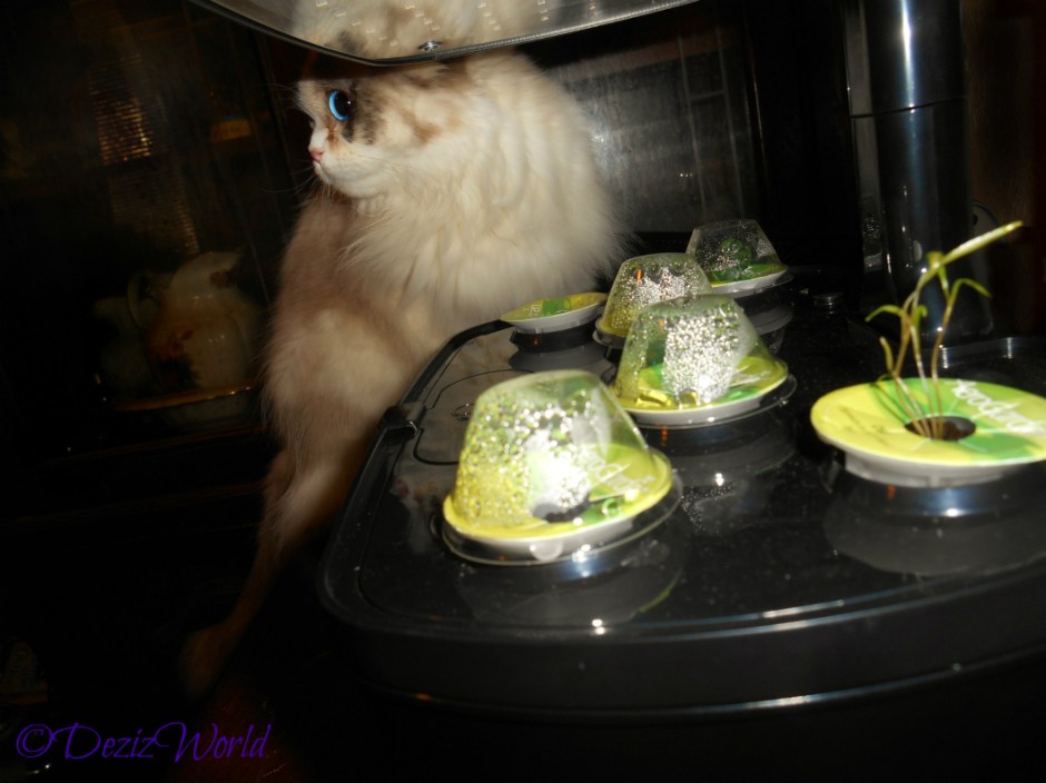 Raena oversees the AeroGarden