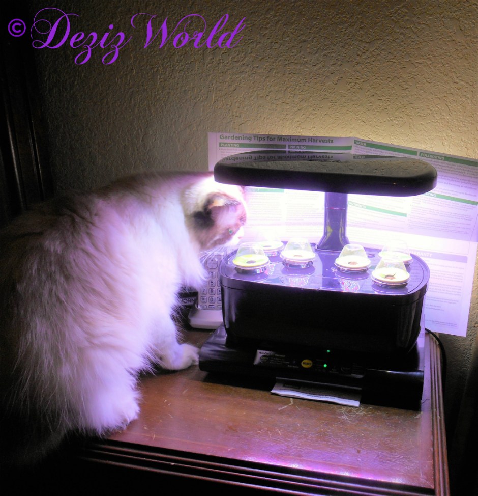 Raena oversees the AeroGarden