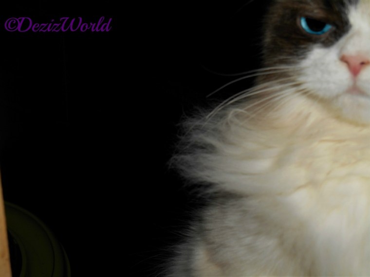 Raena standing up at the back of the chair