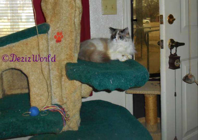 Raena lays on the Liberty cat tree