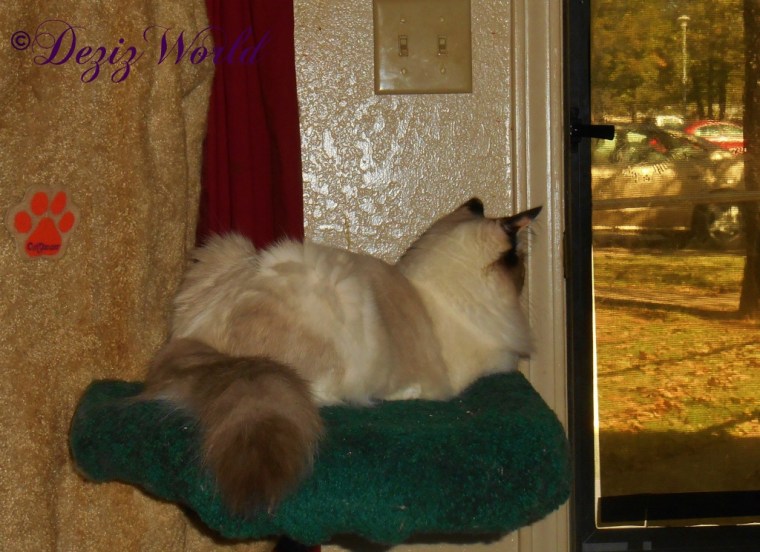 Raena looks out the door from her perch on the Liberty Cat tree