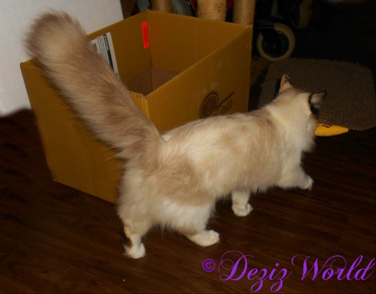 Raena heads to the kitchen with the nip nanner