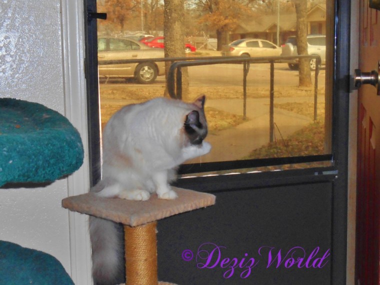 Raena bathes while sitting on the perch