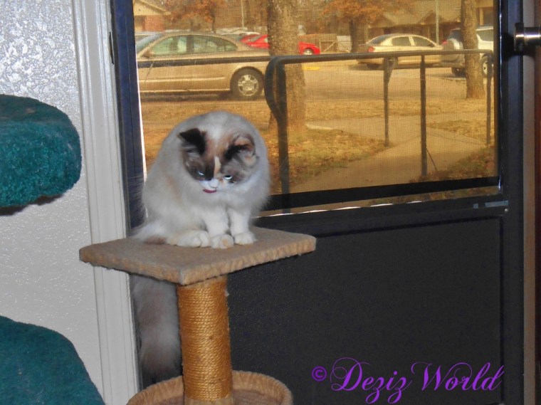 Raena bathes while sitting on the perch