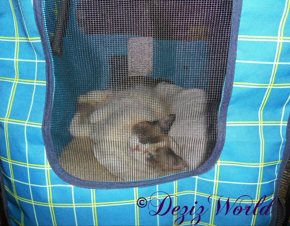 Raena lays in the stroller