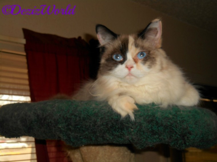 Raena lays on top of the Liberty Cat Tree