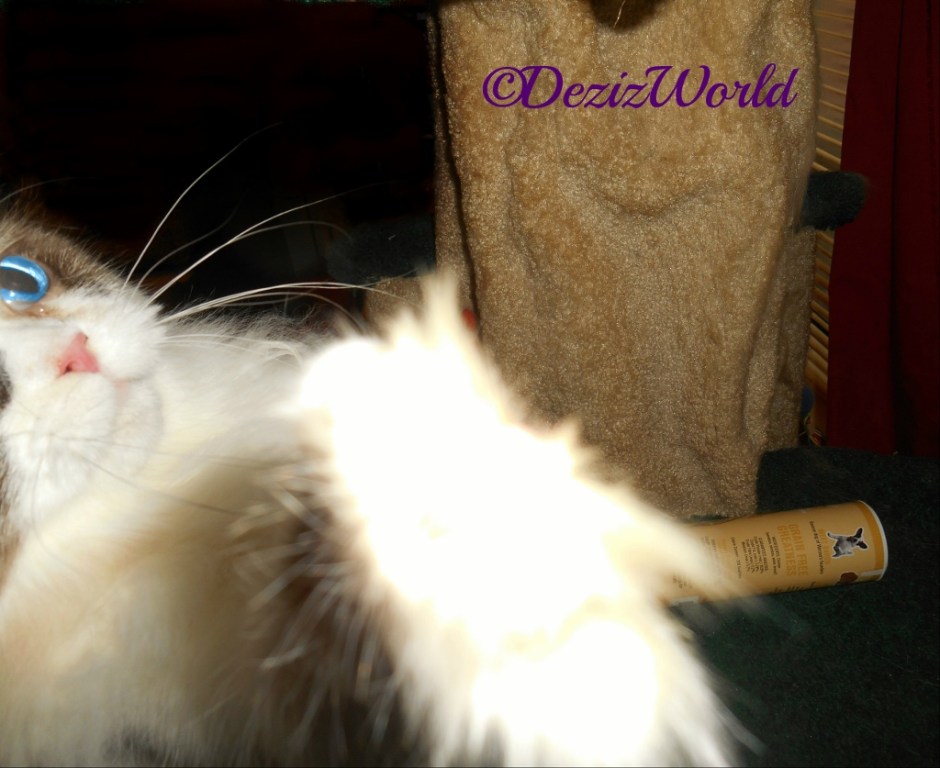 Raena reaching for the camera with the Weruva treats in the background