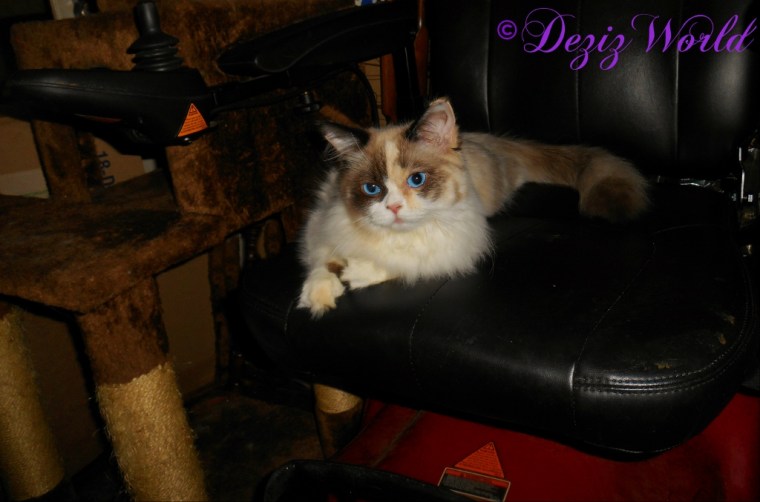 Raena lays in the wheelchair