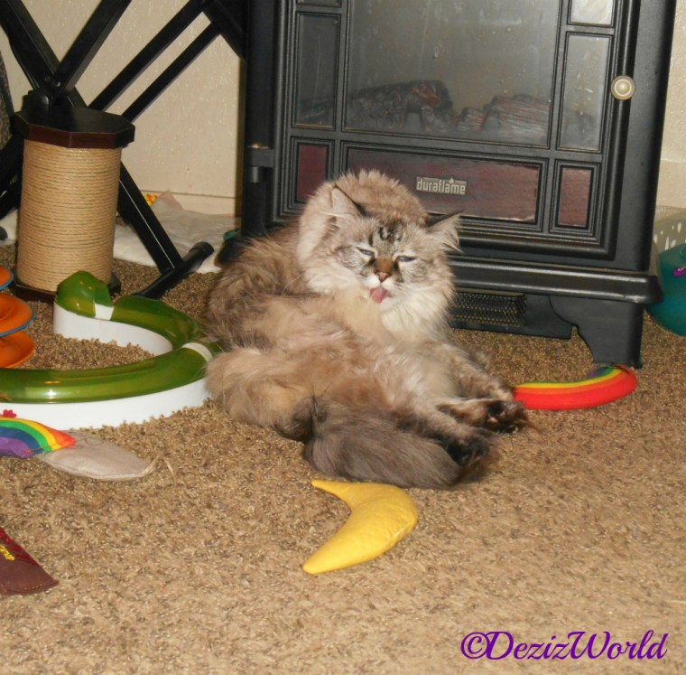 Dezi bathes in front of the fireplace