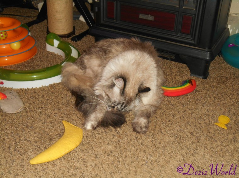 Dezi bathes in front of the fireplace with the nip nanner in reach