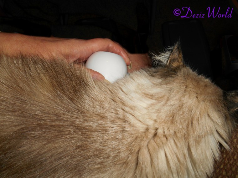 Dezi enjoys a LumaSoothe treatment while laying in mommy's lap