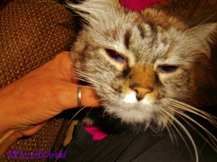 Dezi lays in mommy's lap and gets loving