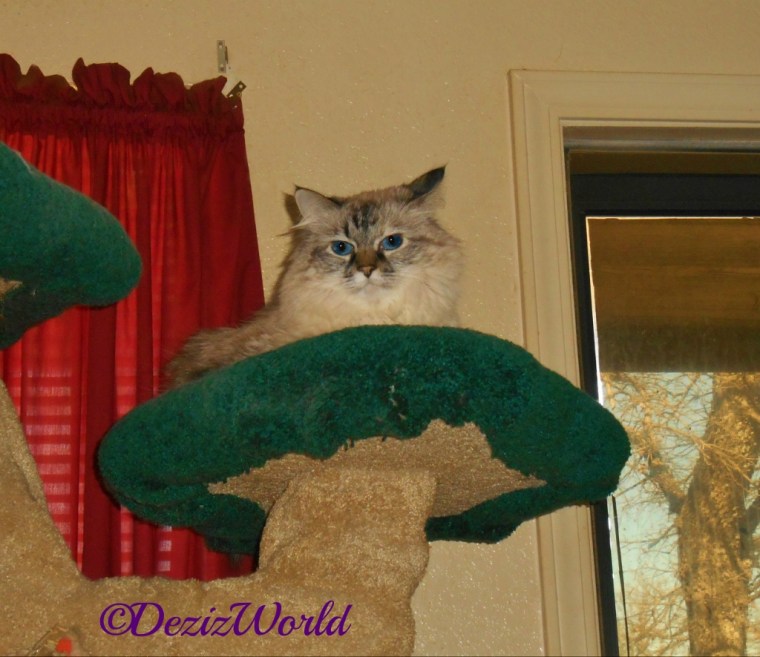 Dezi lays on top of cat tree ledge