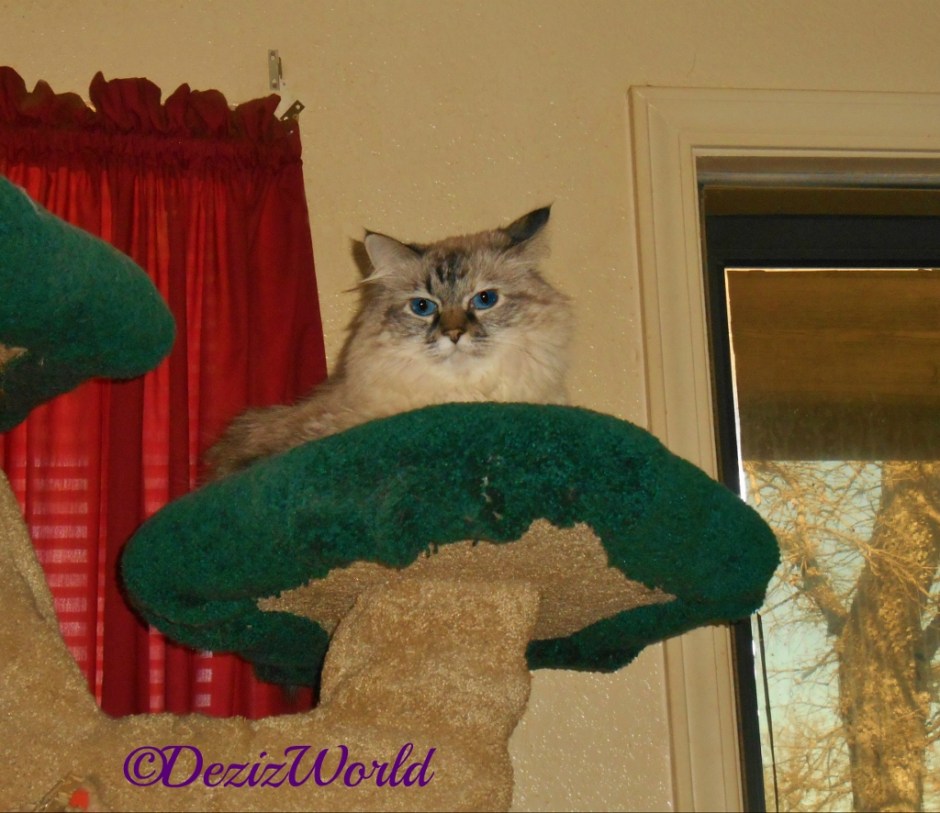 Dezi lays on top of cat tree ledge
