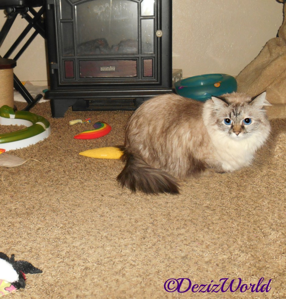 Dezi hunches on the floor watching over mommy