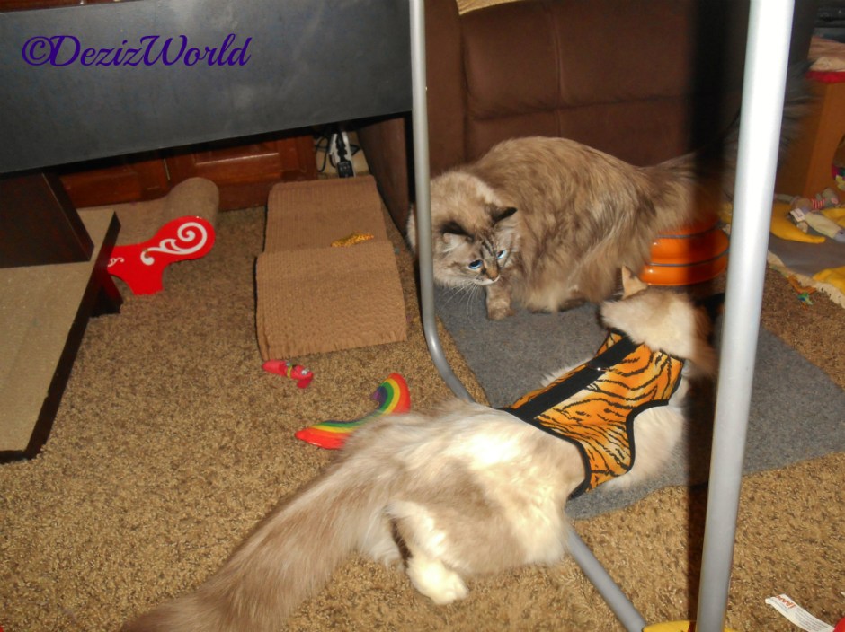 Dezi checks out Raena in her new tiger harness