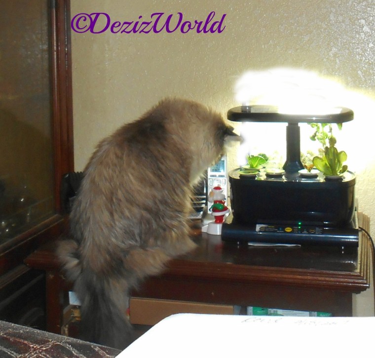 Dezi checks out the AeroGarden, 