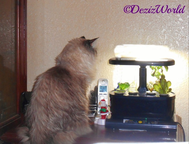 Dezi checks out the AeroGarden
