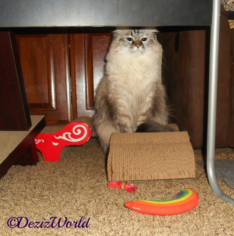 Dezi sits on the cat scratcher