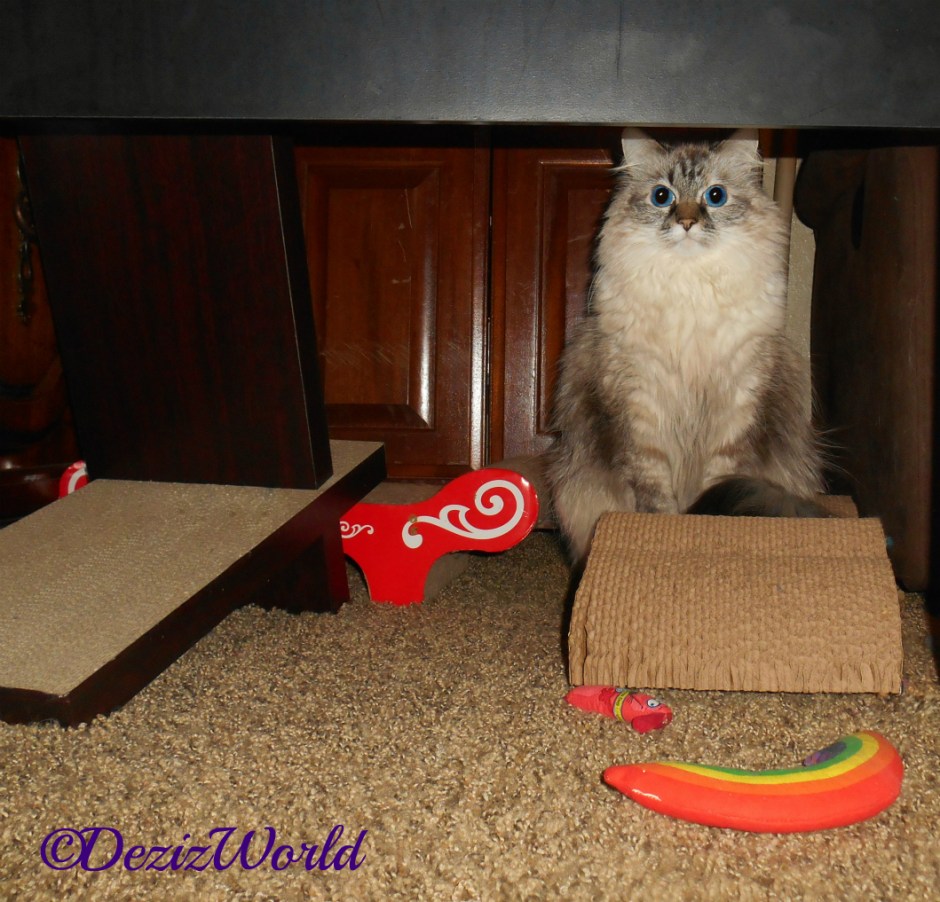 Dezi sits on scratcher