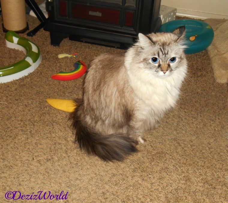 Dezi site with her tail wrapped