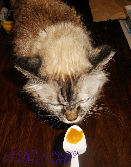 Dezi licks butter/baby food spoon with medicine
