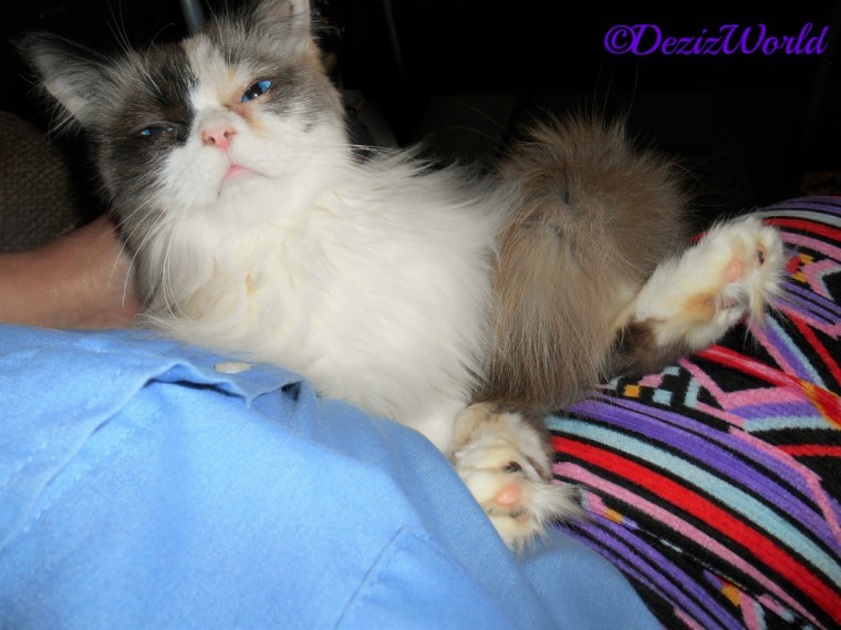 Raena lays in mommy's lap for loving