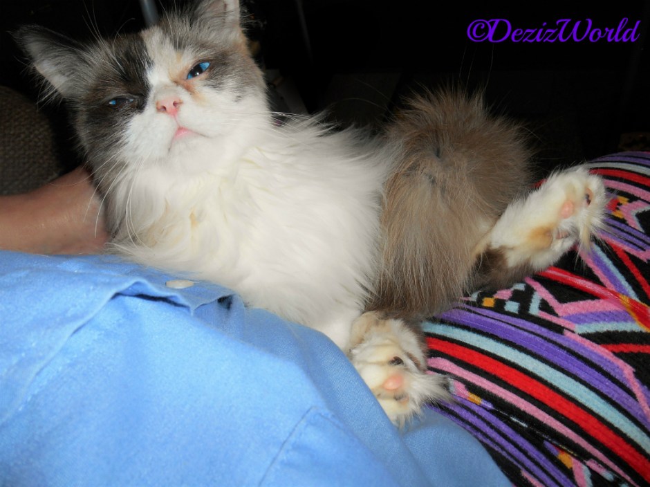 Raena lays in mommy's lap for loving