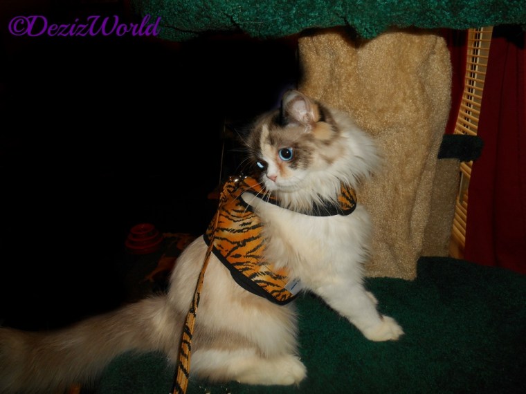 Raena in tiger kitty holster