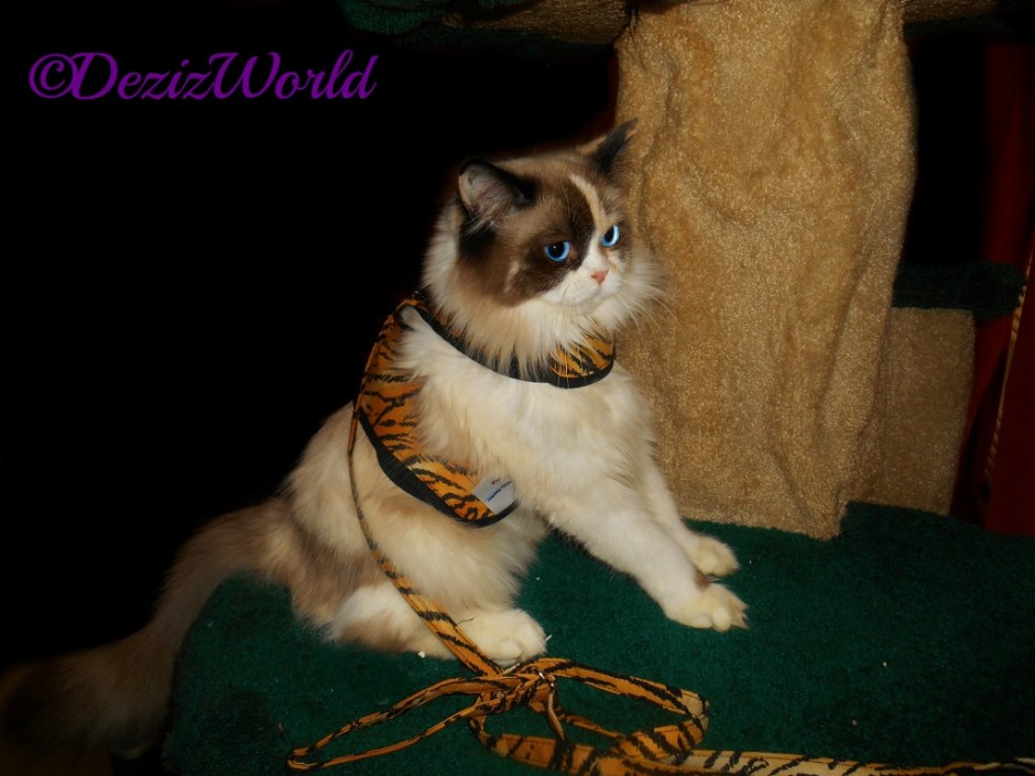 Raena in tiger kitty holster cat harness