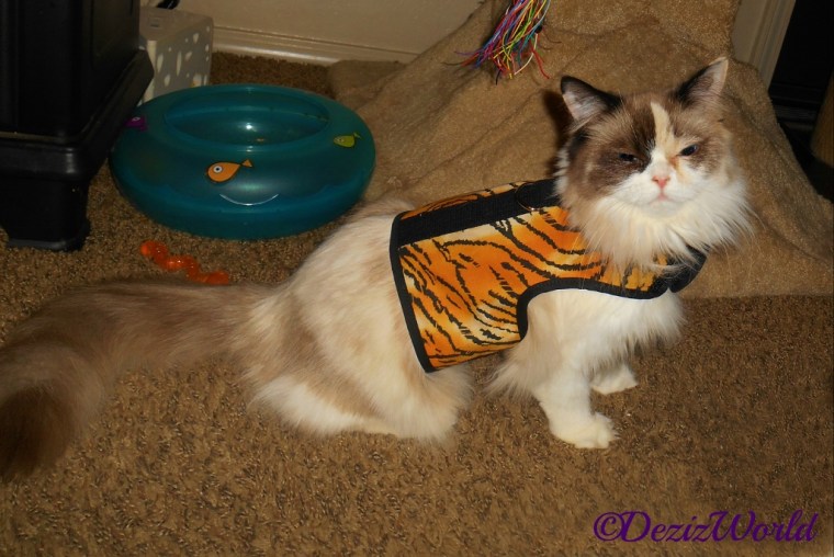 Raena in tiger kitty holster cat harness