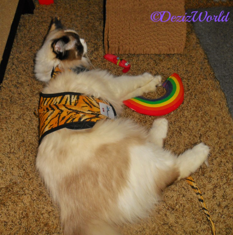Raena plays with the yeowww rainbow in her tiger harness