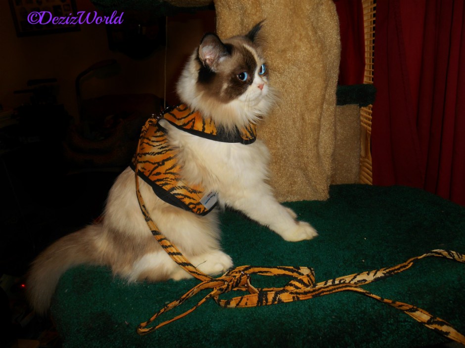 Raena poses on the Liberty cat tree in her tiger harness