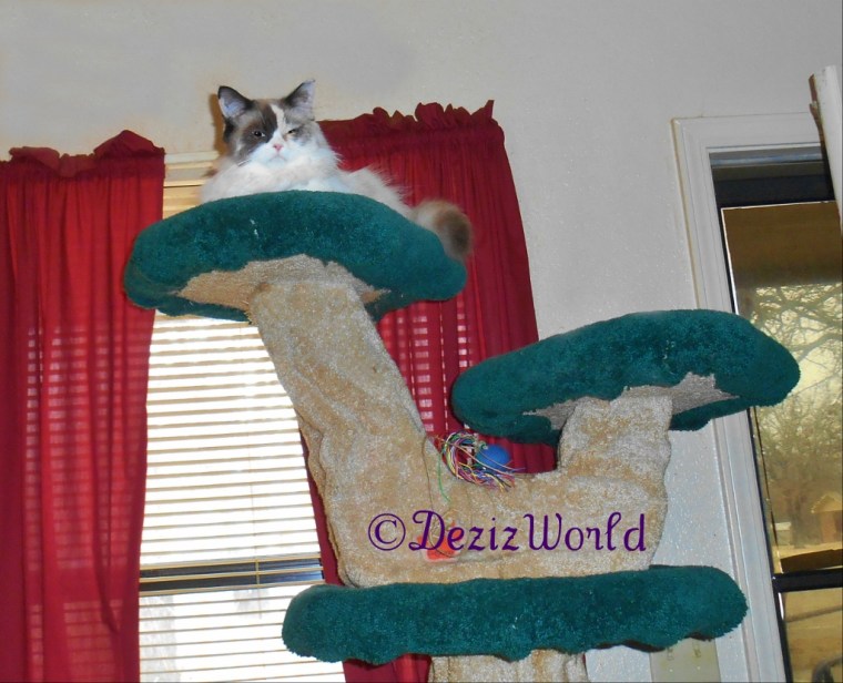 Raena looks out at the worker from atop the Liberty Cat tree