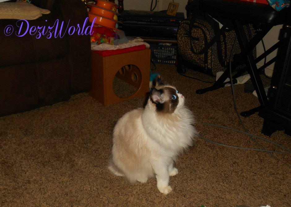 Raena watches worker clean the cat tree