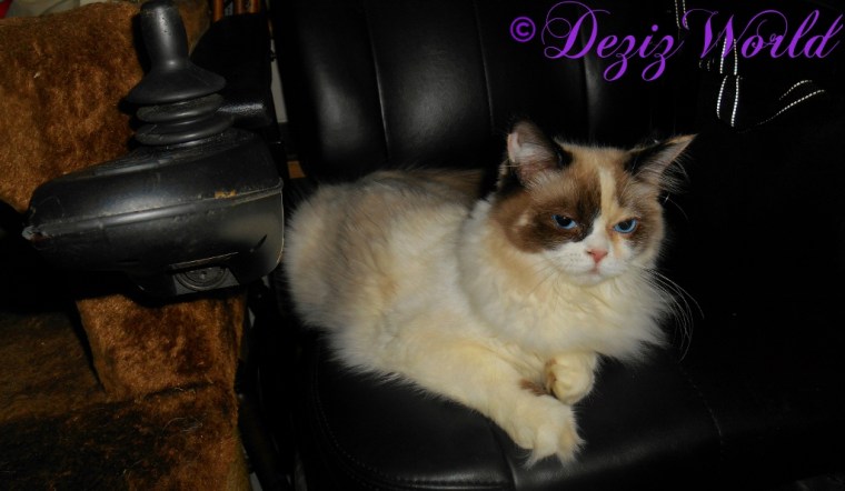 Raena lays in the wheelchair