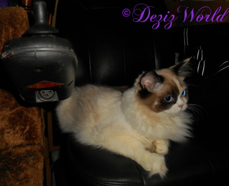 Raena lays in wheelchair