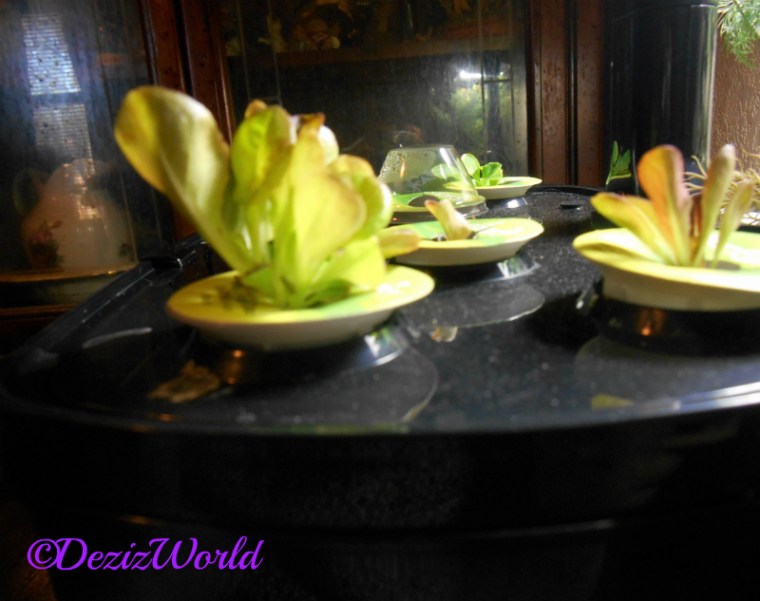 Lettuce growing from AeroGarden