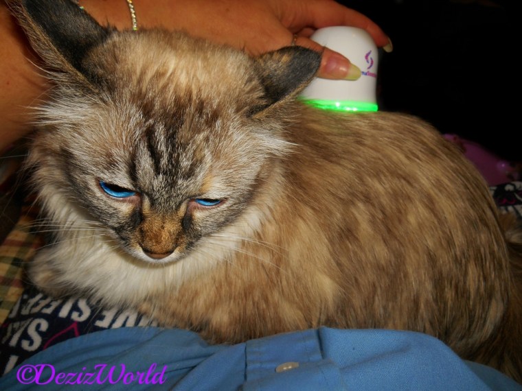 Dezi gets a LumaSoothe treatment