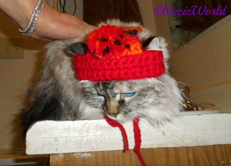 Dezi lays on the vanity while wearing the bobble hat