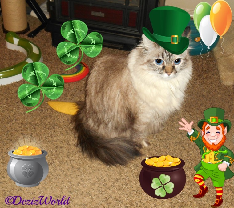 Dezi wearing a green irish hat with a leprechaun, 2 pots of gold and clovers