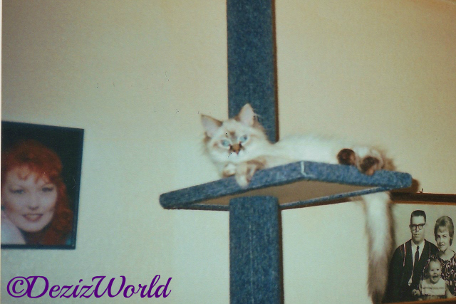 Dezi the kitten lays on the top ledge of the 3 tier cat tree